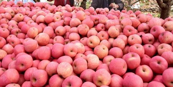 apple grading packing machine apple grading packing machine